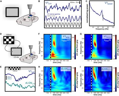 Thalamocortical Communication in the Awake Mouse Visual System Involves Phase Synchronization and Rhythmic Spike Synchrony at High Gamma Frequencies